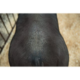 Swine Conditioner and Shine