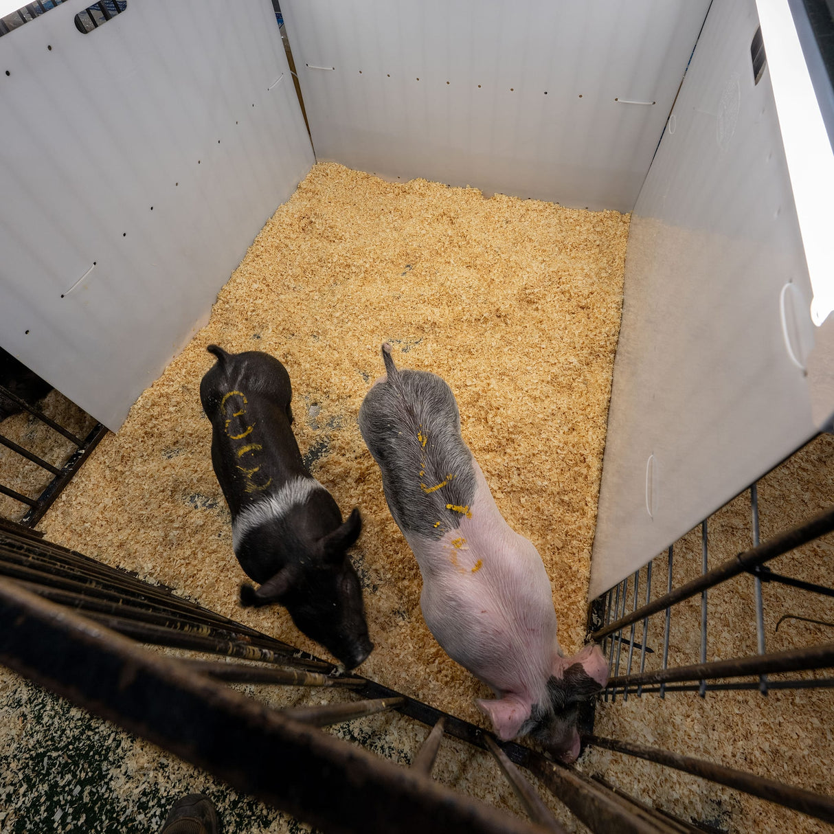 Pen Partition, 36"x 48"