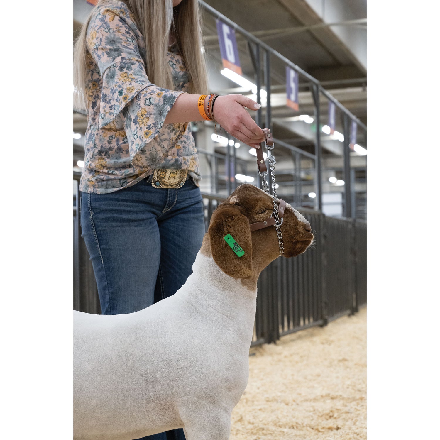 Brahma Webb Goat Halters Weaver Livestock brahma-webb-goat-halters-weaver-livestock