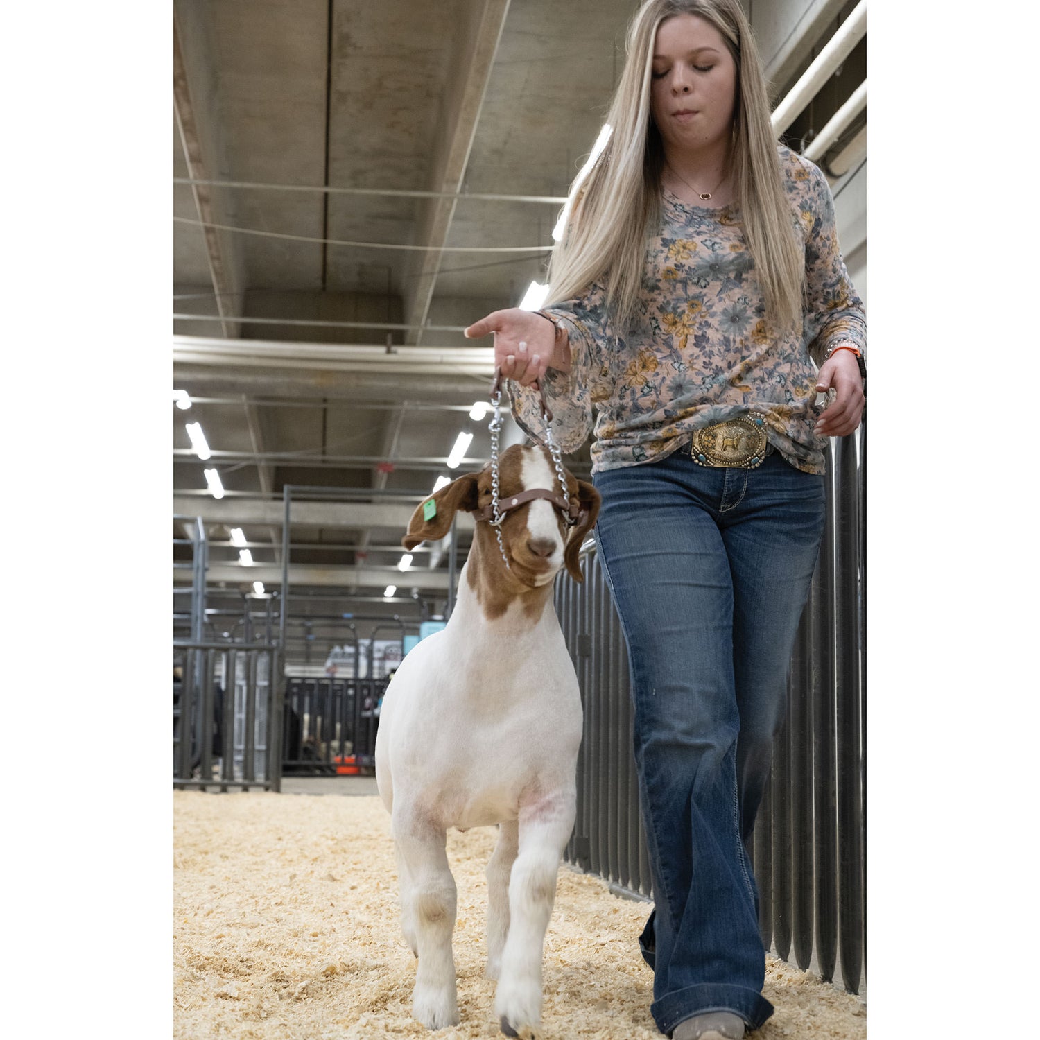 Brahma Webb Goat Halters Weaver Livestock brahma-webb-goat-halters-weaver-livestock
