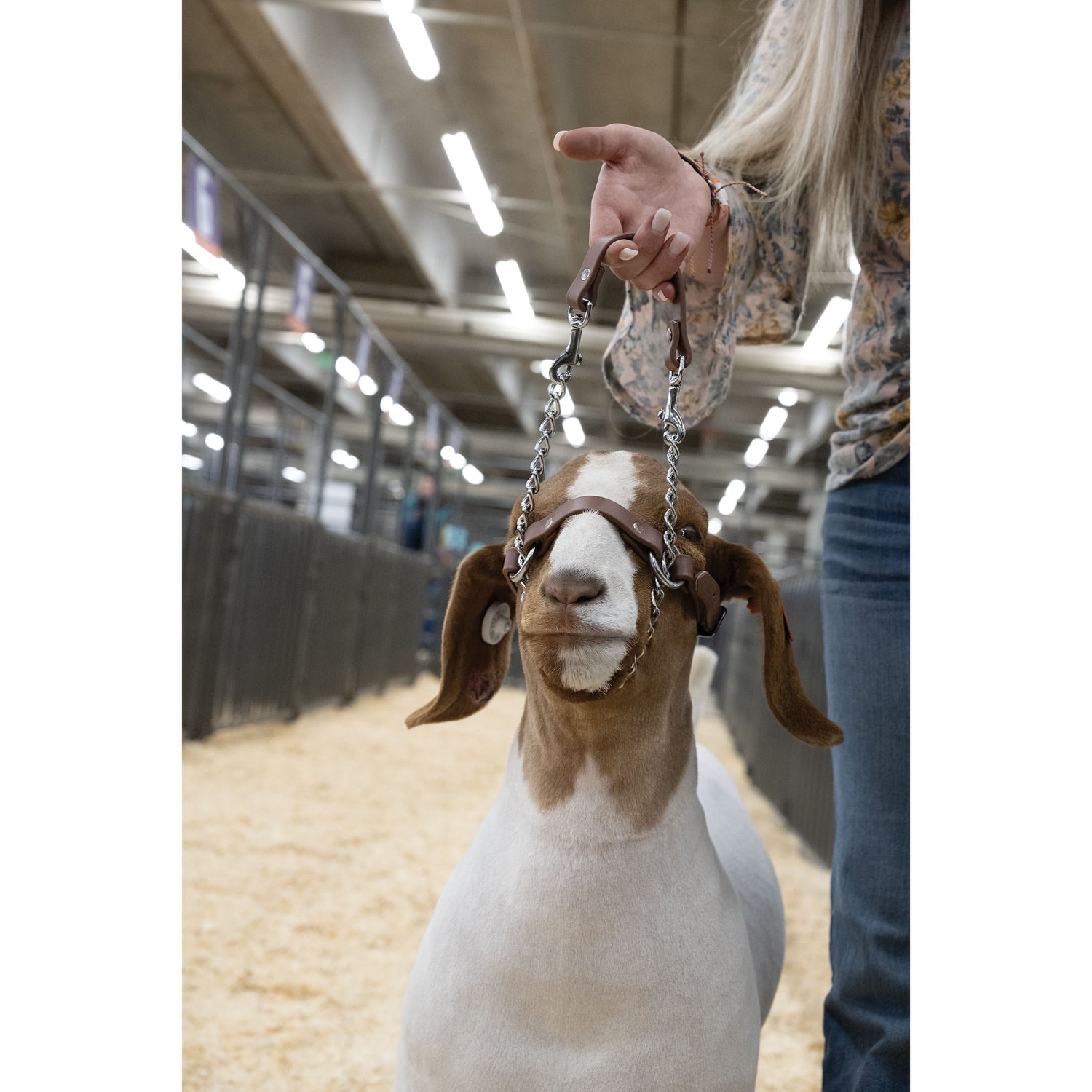 Brahma Webb Goat Halters Weaver Livestock brahma-webb-goat-halters-weaver-livestock