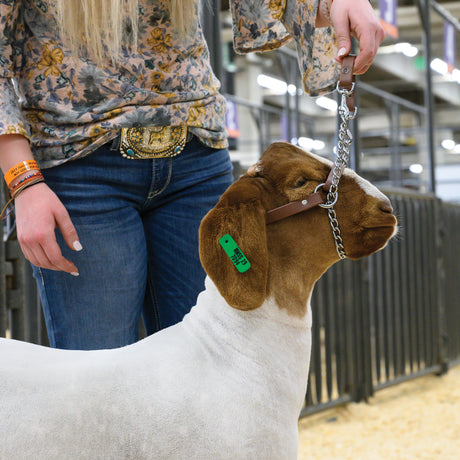 Total Control Goat Halter