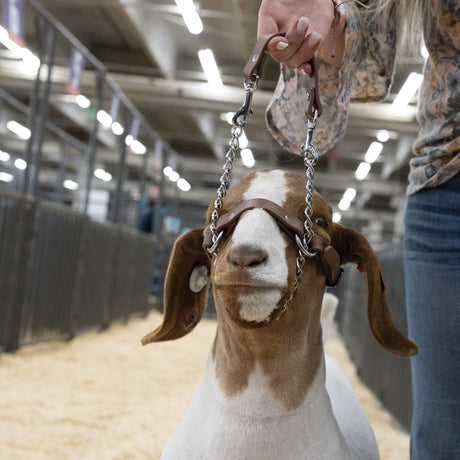 Total Control Goat Halter