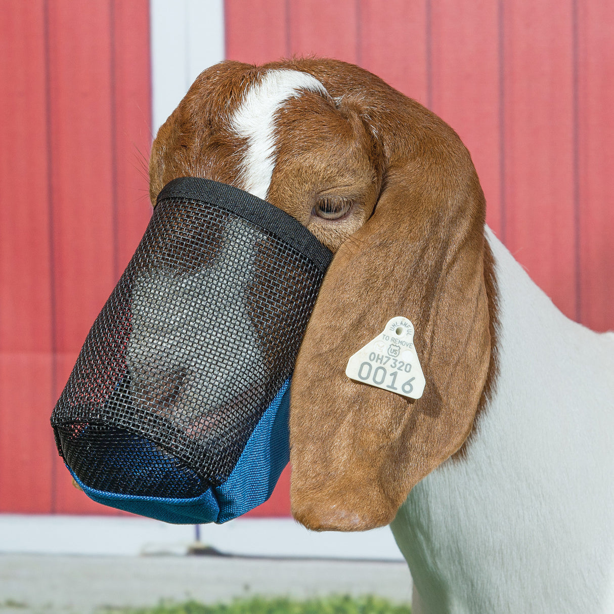 Deluxe Adjustable Goat/Sheep Muzzle