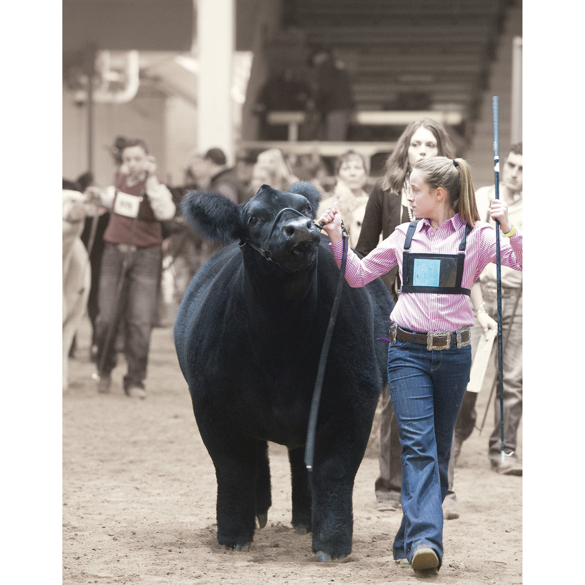 Leather Cattle Show Halters for Performance – Weaver Livestock
