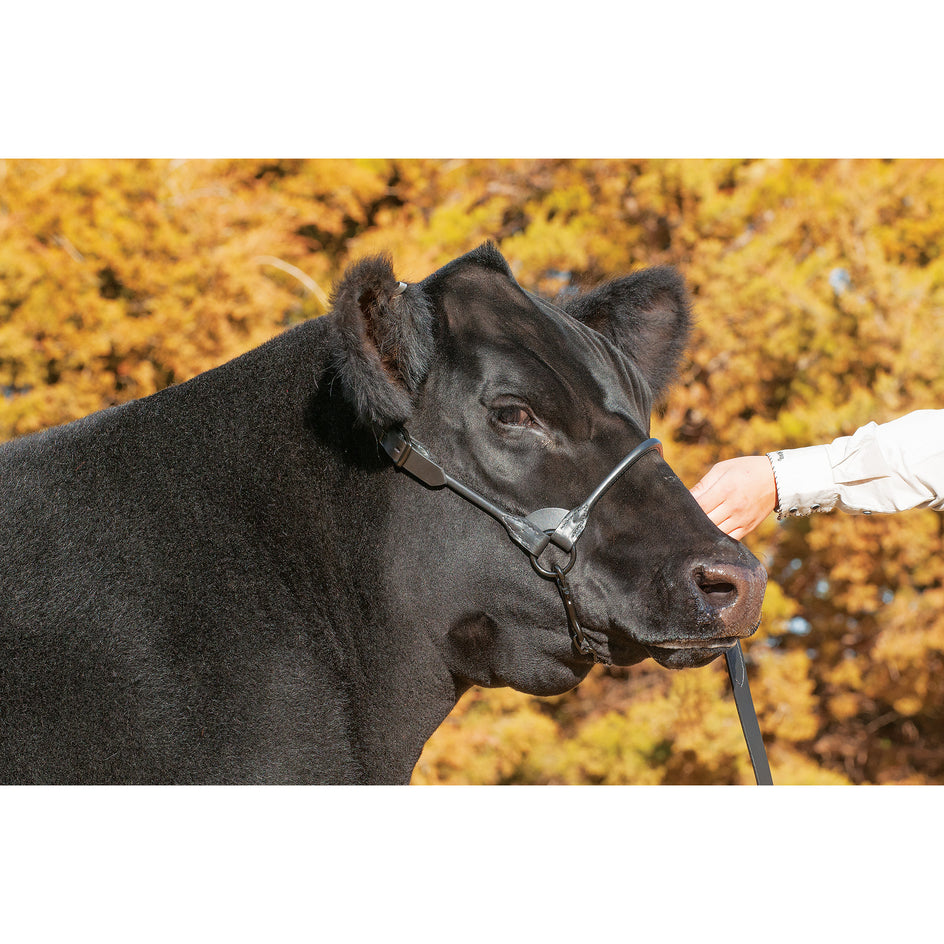 Leather Cattle Show Halters for Performance – Weaver Livestock