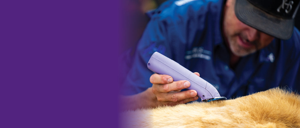 Livestock exhibitor using electric clippers to trim an animal’s coat for show day.