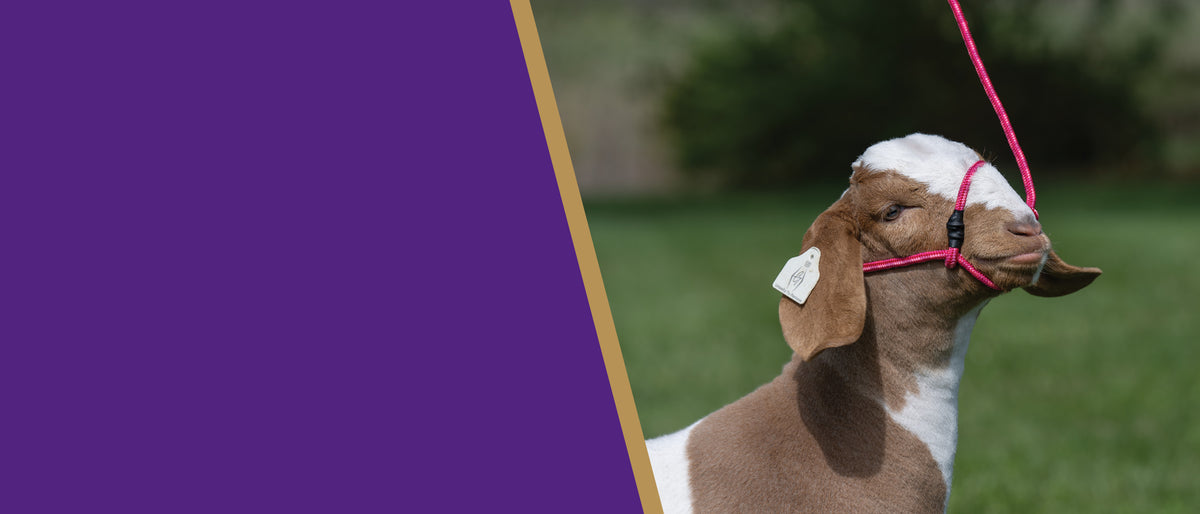 Brown-and-white goat wearing a bright pink halter outdoors beside a purple promotional graphic.
