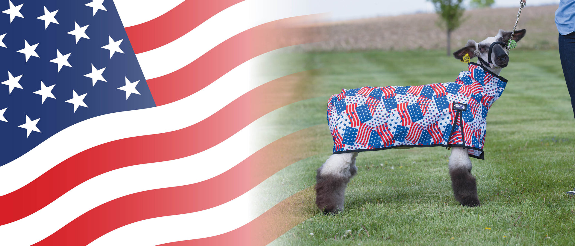 Show lamb wearing an American flag patterned blanket while standing on grass with a waving flag graphic in the background.