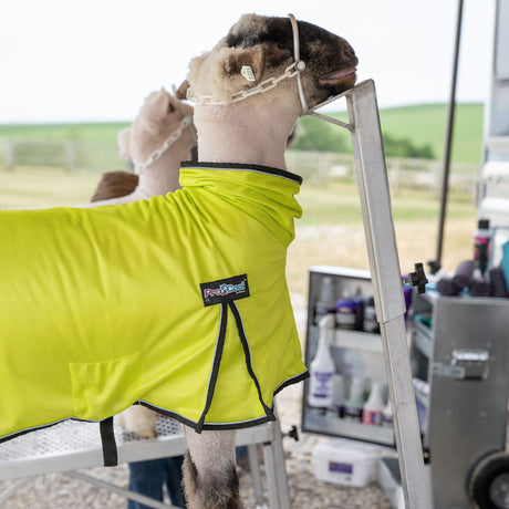 ProCool™ Sheep Blanket with Reflective Piping, Mesh Butt