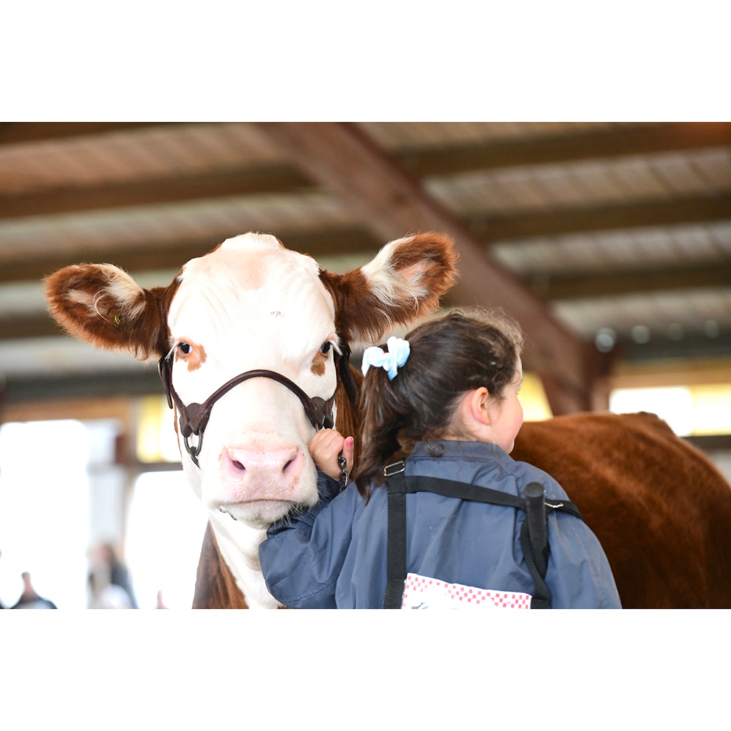 Weaver Livestock Leather Dairy/Beef Rounded Show Halter, 14-17 in Weaver Livestock Leather Dairy/Beef Rounded Show Halter, 14-17 in