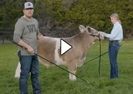 Cattle ProTips – Weaver Livestock