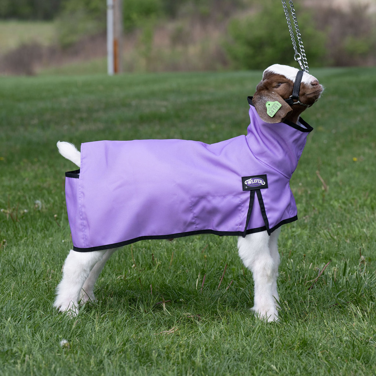 Nylon Goat Blanket