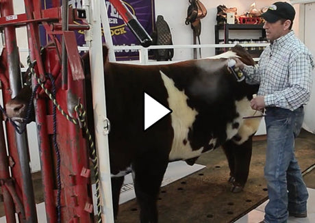 Cattle ProTips – Weaver Livestock