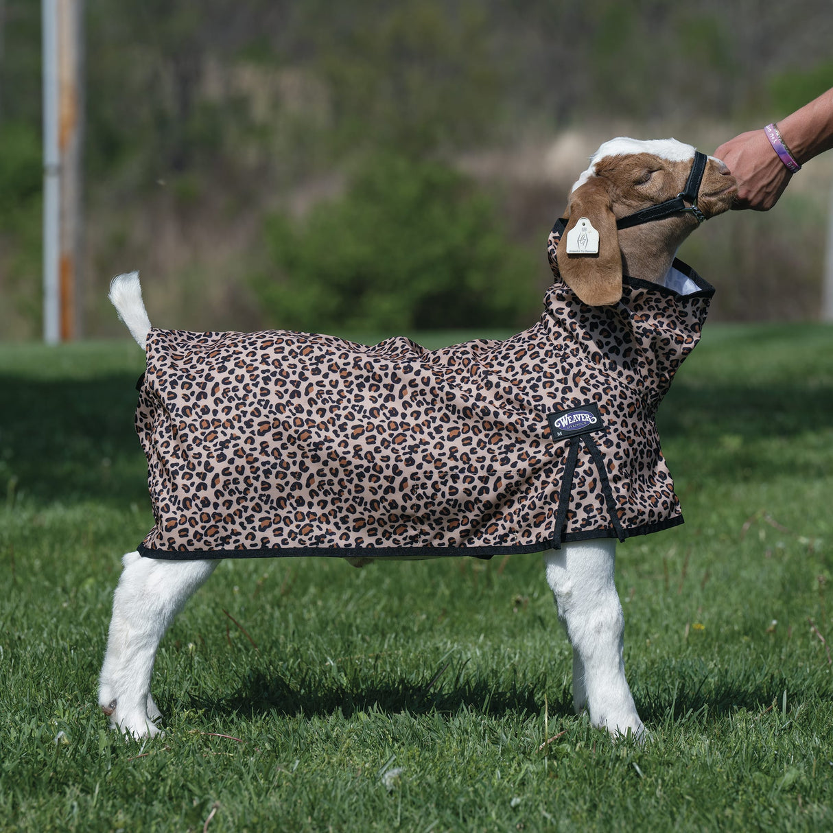 Nylon Goat Blanket