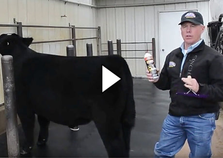 Cattle ProTips – Weaver Livestock