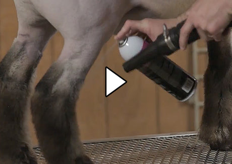 Show Lamb and Sheep Pro Tips - Weaver Livestock