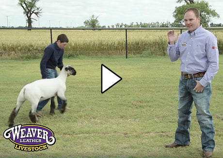 Sheep Roping Show Lamb and Sheep Pro Tips - Weaver Livestock
