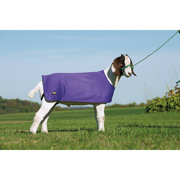 Sheep and Goat Underblanket, Large, Purple