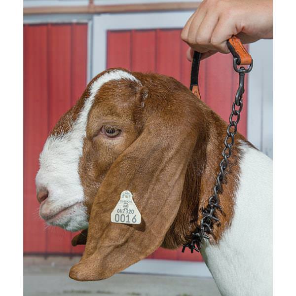 Oil Rubbed Pronged Chain Goat Collar