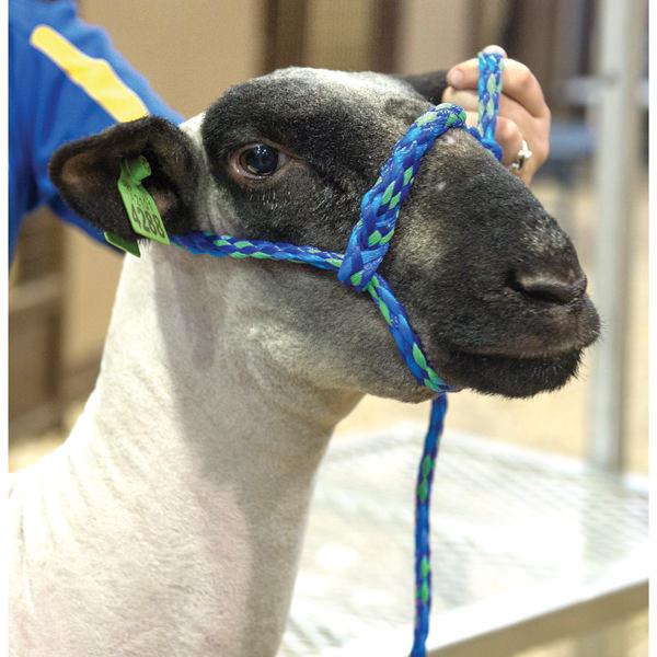 Sheep Rope Poly Rope Halter - Weaver Livestock