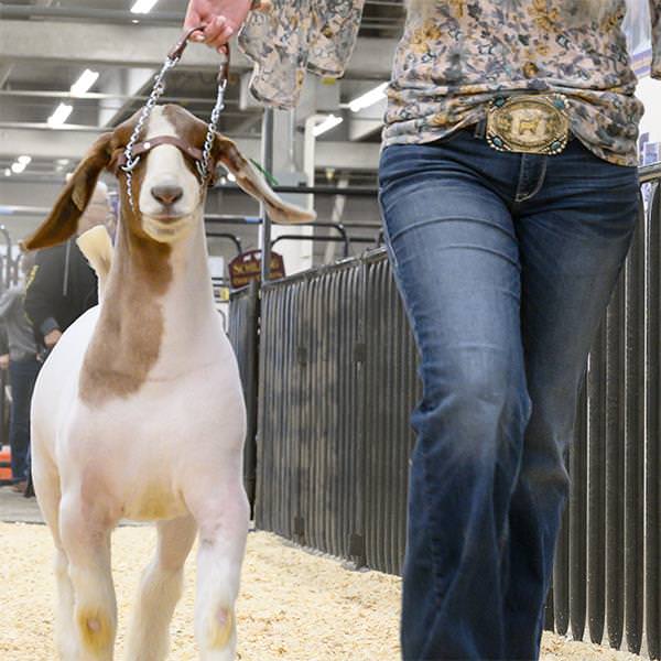 Remote Control Goat Total Control Goat Halter - Weaver Livestock