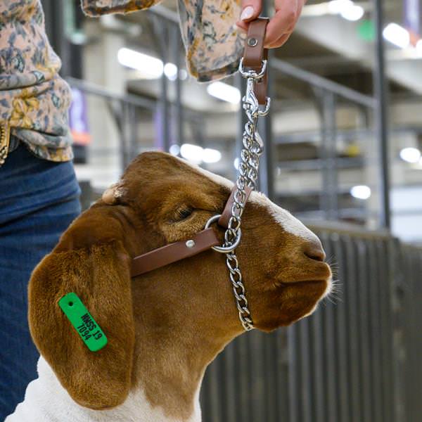 Total Control Goat Halter Weaver Livestock